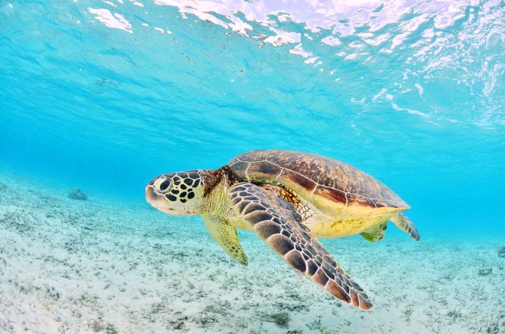Andaman 4